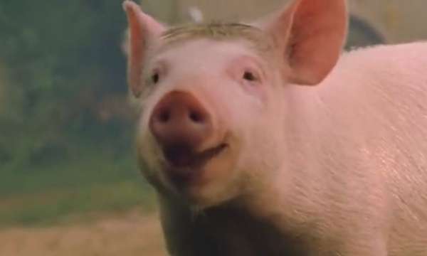 勵志電影《小豬寶貝》，擺脫天生的命運，活出自己的人生